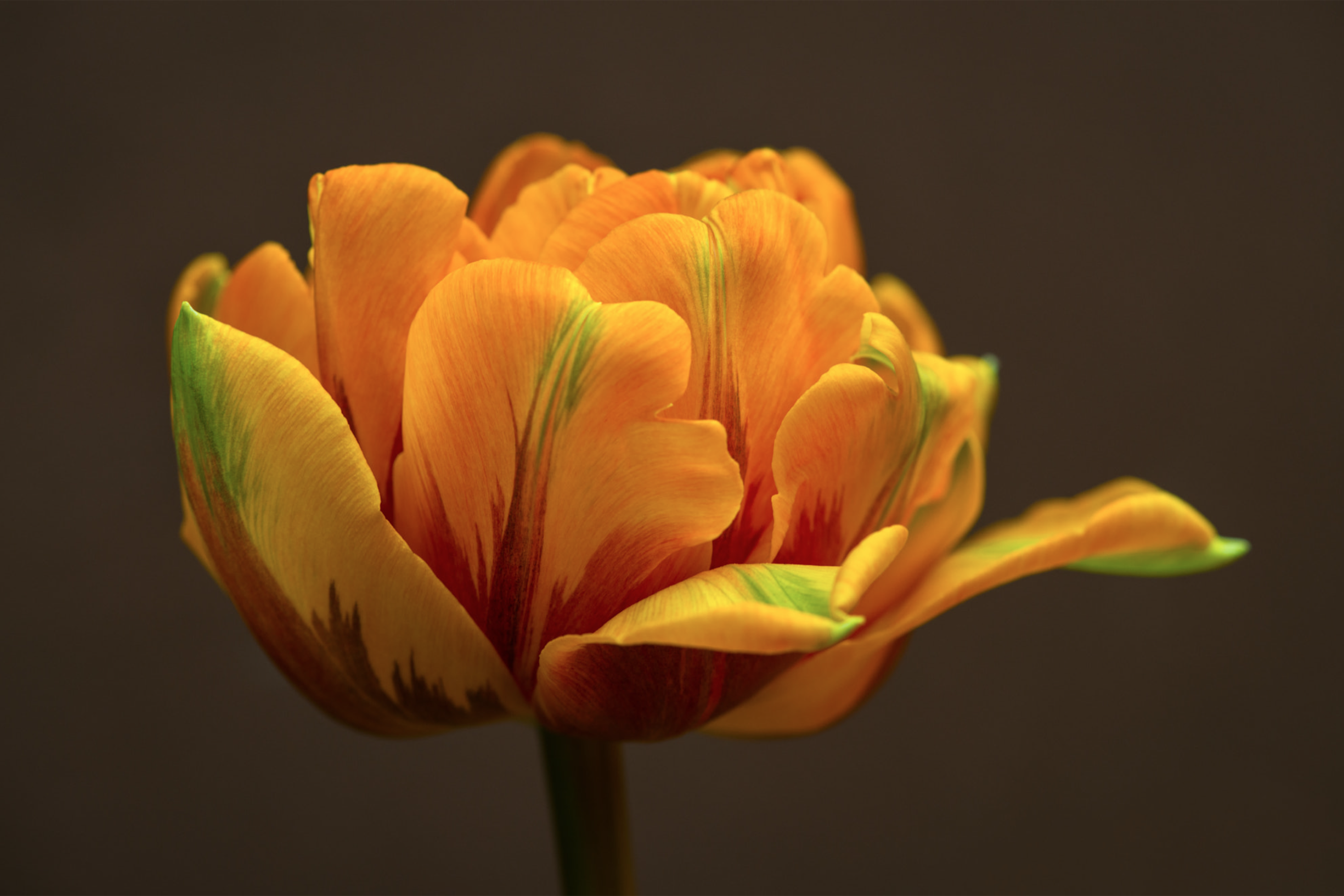 Oplichtende tulp